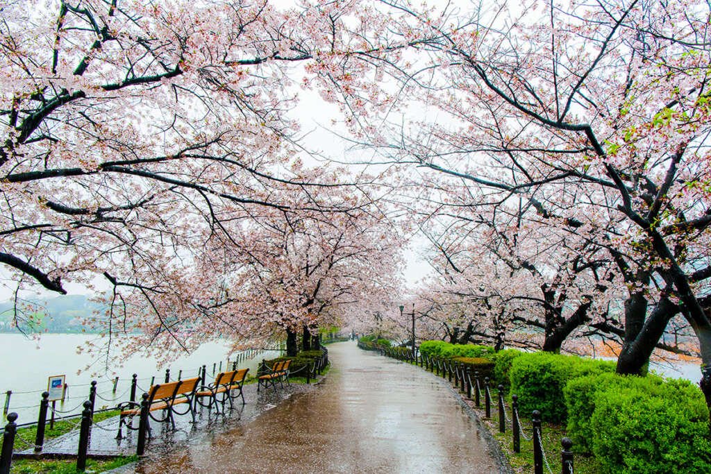 A serene pathway in Ueno Park, Tokyo, lined with cherry blossom trees in full bloom, offering a peaceful retreat amidst the city's urban buzz.